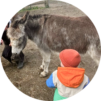 Pony and donkey games